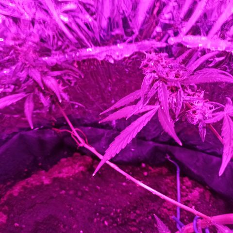 Amnesia Haze growlog timeline photo