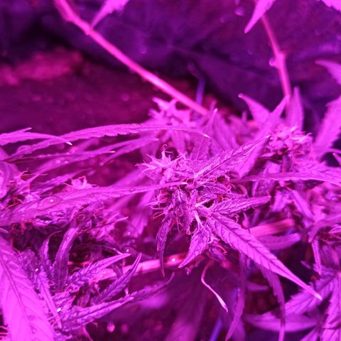 Amnesia Haze growlog timeline photo