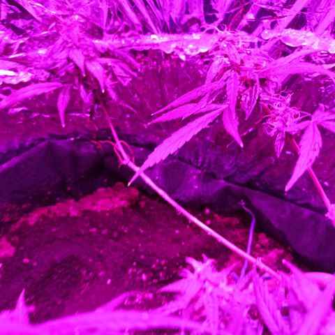 Amnesia Haze growlog timeline photo