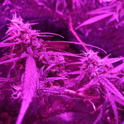 Amnesia Haze growlog timeline photo