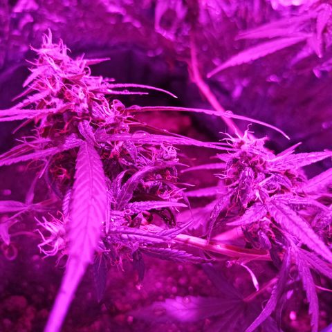 Amnesia Haze growlog timeline photo