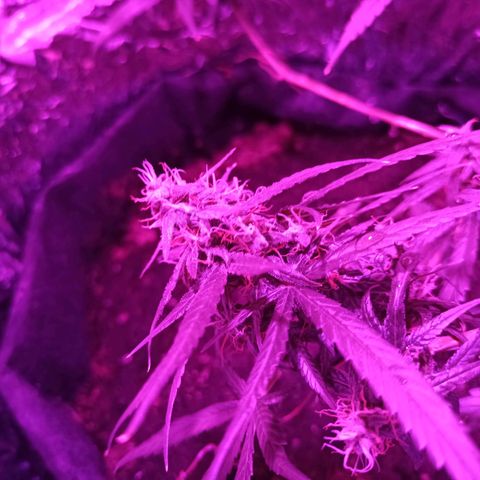 Amnesia Haze growlog timeline photo