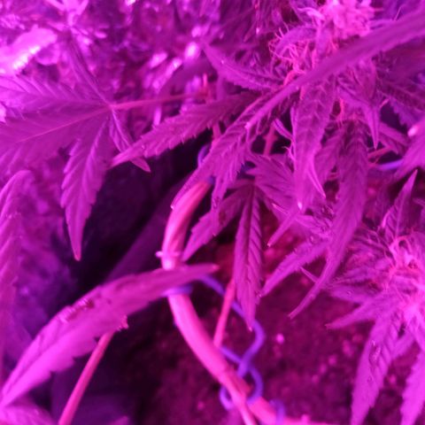 Amnesia Haze growlog timeline photo