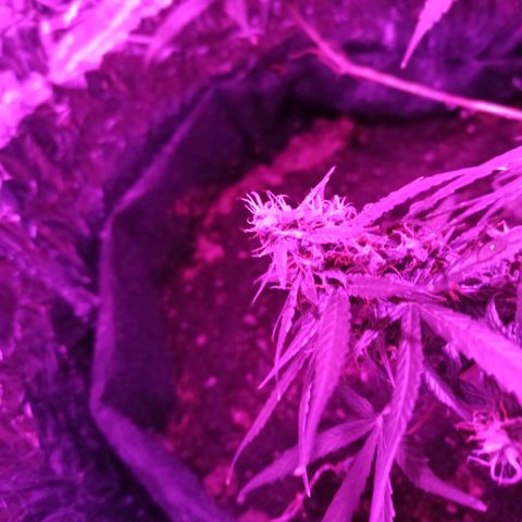 Amnesia Haze growlog timeline photo