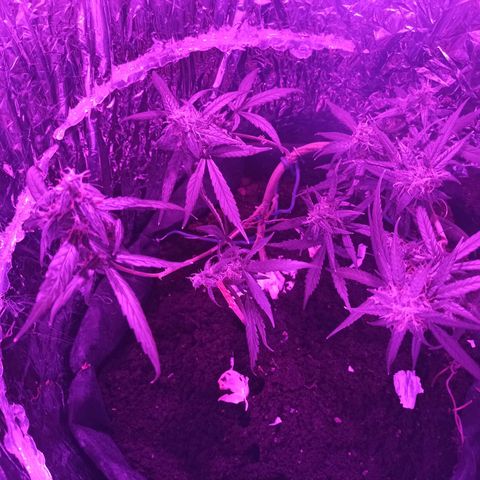 Amnesia Haze growlog timeline photo