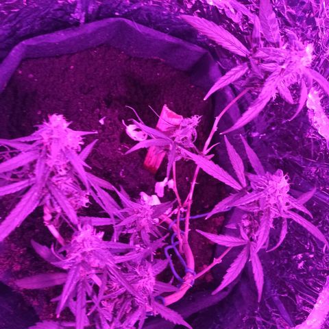 Amnesia Haze growlog timeline photo