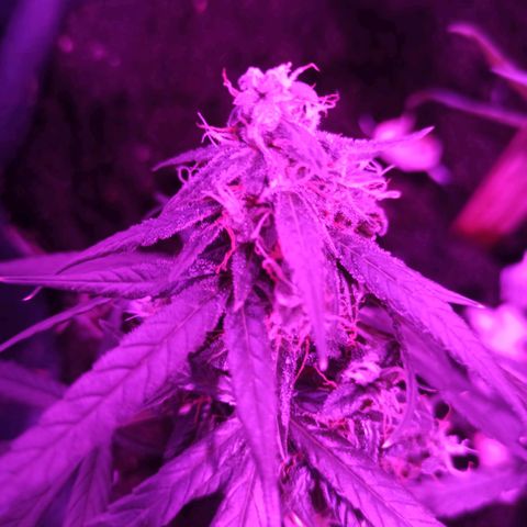 Amnesia Haze growlog timeline photo