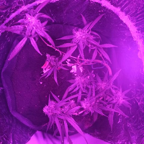 Amnesia Haze growlog timeline photo