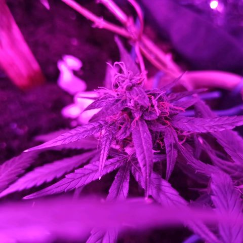 Amnesia Haze growlog timeline photo