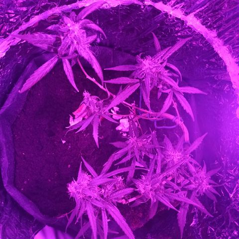 Amnesia Haze growlog timeline photo