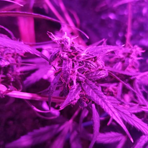 Amnesia Haze growlog timeline photo