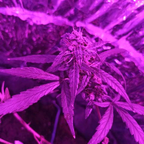 Amnesia Haze growlog timeline photo