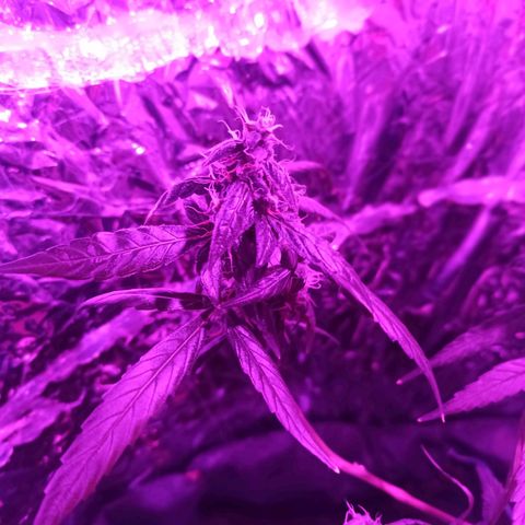 Amnesia Haze growlog timeline photo