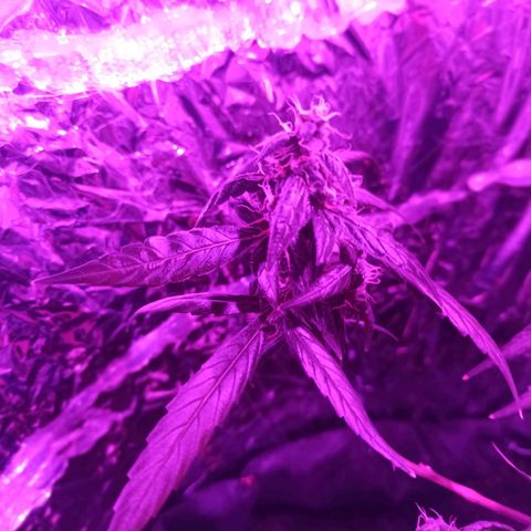 Amnesia Haze growlog timeline photo