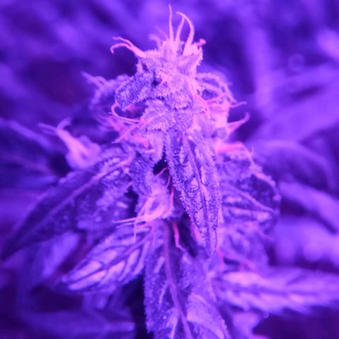 Amnesia Haze growlog timeline photo