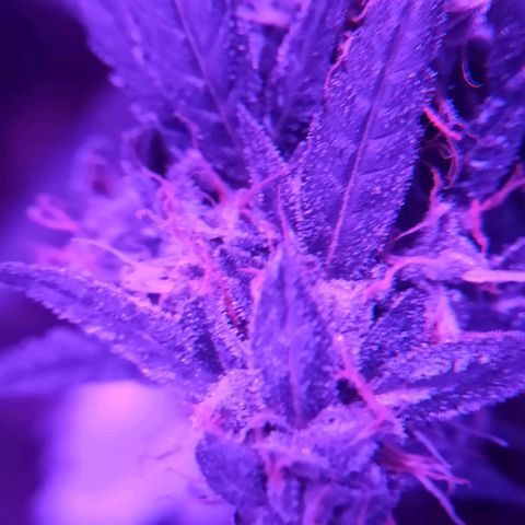 Amnesia Haze growlog timeline photo