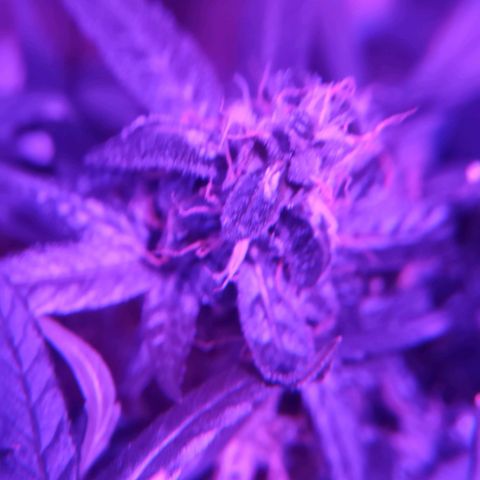Amnesia Haze growlog timeline photo