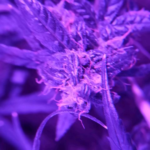 Amnesia Haze growlog timeline photo