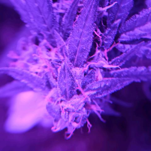 Amnesia Haze growlog timeline photo