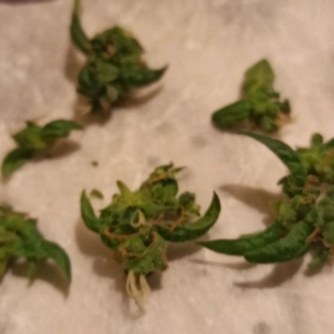 Amnesia Haze growlog timeline photo