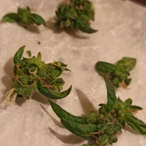 Amnesia Haze growlog timeline photo