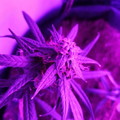 Amnesia Haze growlog timeline photo