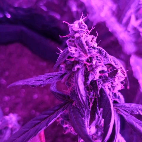 Amnesia Haze growlog timeline photo