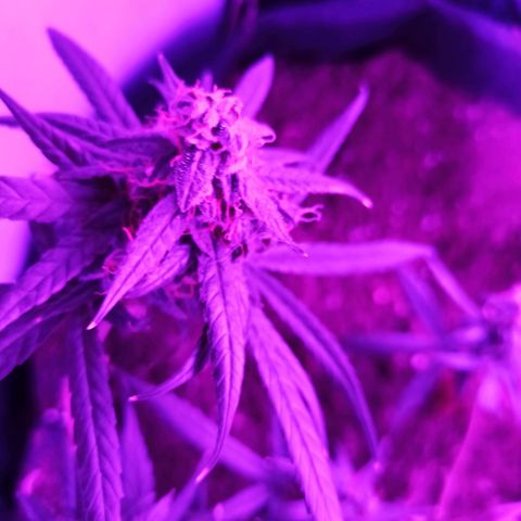 Amnesia Haze growlog timeline photo