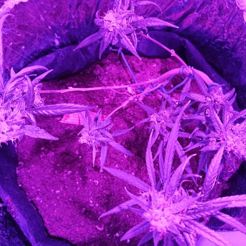 Amnesia Haze growlog timeline photo