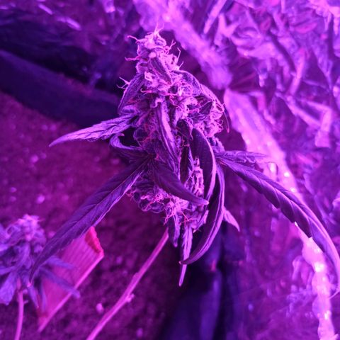 Amnesia Haze growlog timeline photo