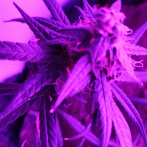 Amnesia Haze growlog timeline photo