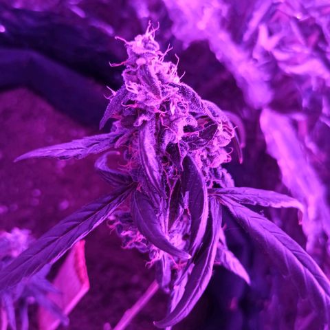 Amnesia Haze growlog timeline photo