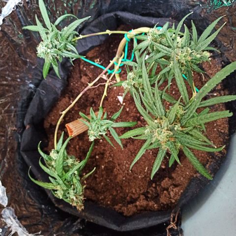 Amnesia Haze growlog timeline photo