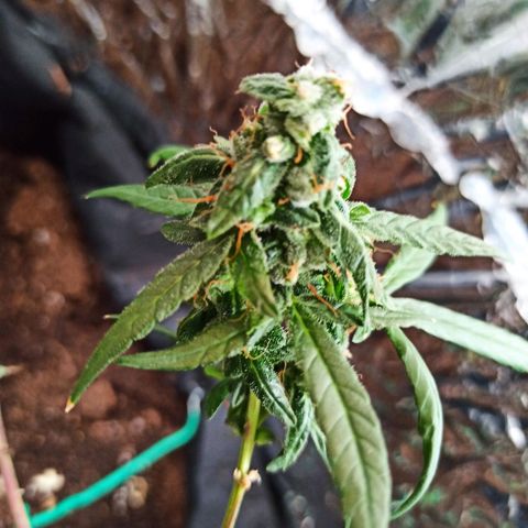 Amnesia Haze growlog timeline photo