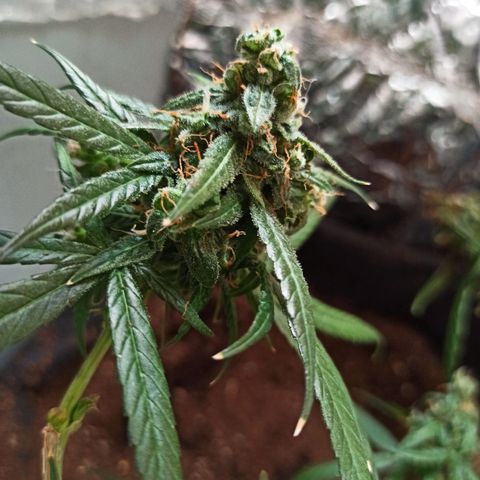 Amnesia Haze growlog timeline photo