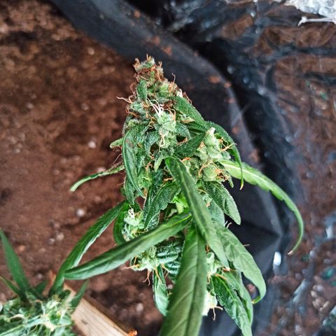 Amnesia Haze growlog timeline photo