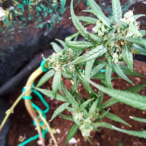 Amnesia Haze growlog timeline photo
