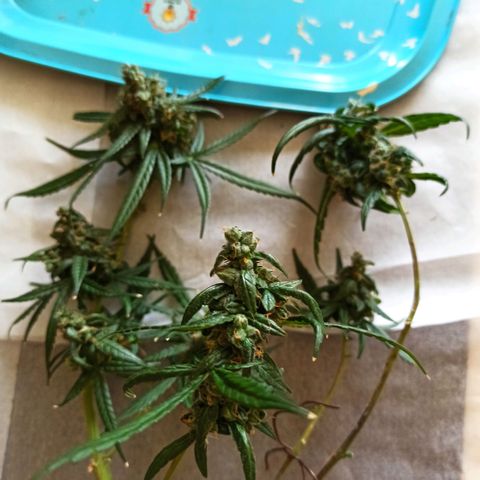 Amnesia Haze growlog timeline photo