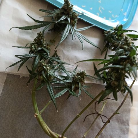 Amnesia Haze growlog timeline photo