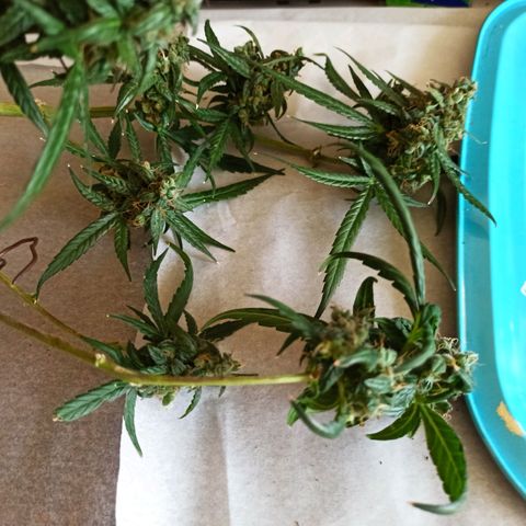 Amnesia Haze growlog timeline photo