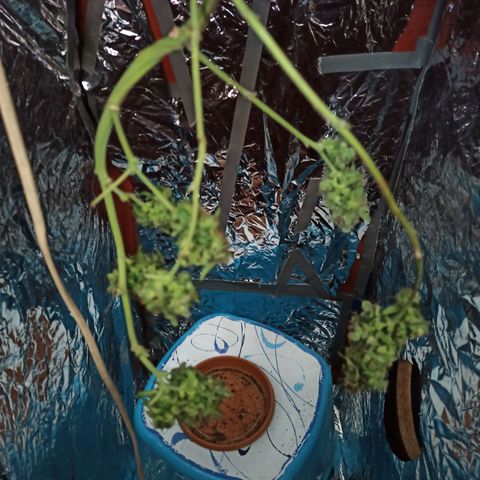 Amnesia Haze growlog timeline photo