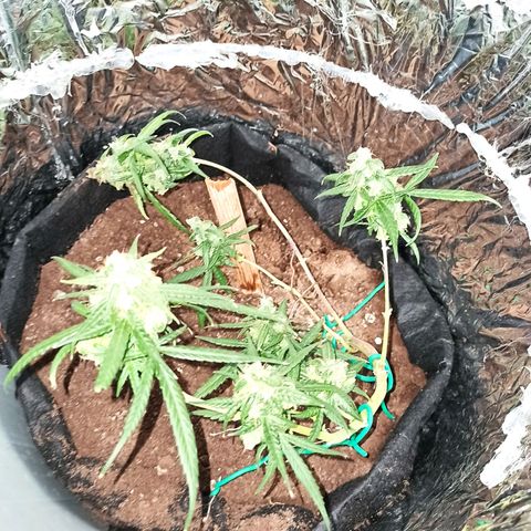Amnesia Haze growlog timeline photo