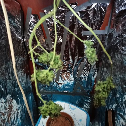 Amnesia Haze growlog timeline photo