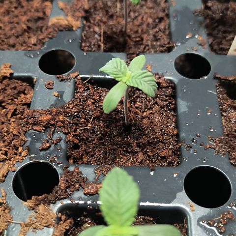 Chilantro growlog photo: They look good looks like I got one keeper probably so far than the others