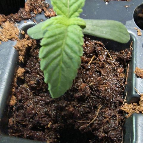 Chilantro growlog photo: They look good looks like I got one keeper probably so far than the others