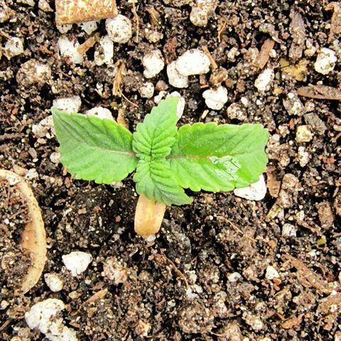 Chilantro growlog timeline photo