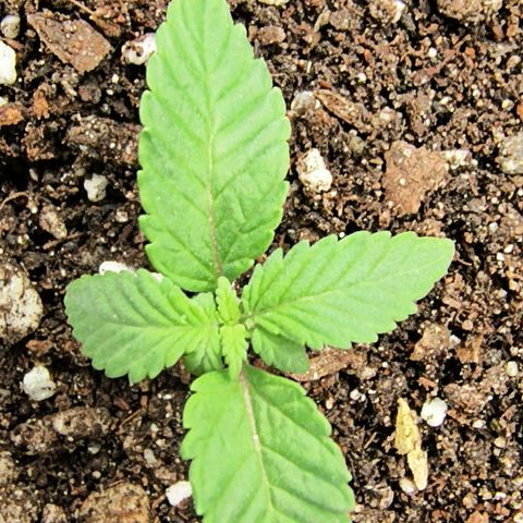 Chilantro growlog timeline photo