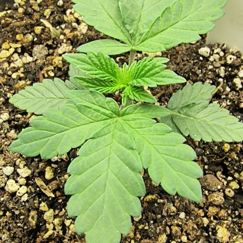 Chilantro growlog photo: These seem a little smaller under 3 in in height under 4 in in width still look healthy fan leaves a little fatter