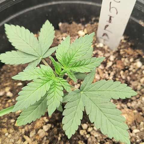 Chilantro growlog timeline photo