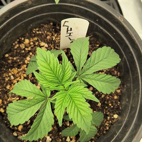 Chilantro growlog photo: Gelato looks like it's going to be a short plant or one of them got stunted a little bit no problem I'll call it my little gnome